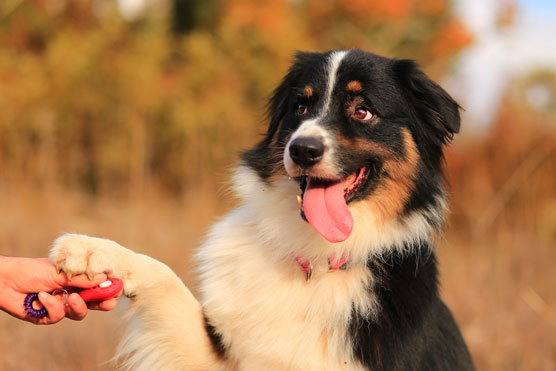 Adiestramiento de perros para una hoja de trucos de FamilyToday