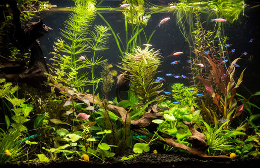 Acuarios de agua dulce para una hoja de trucos de FamilyToday