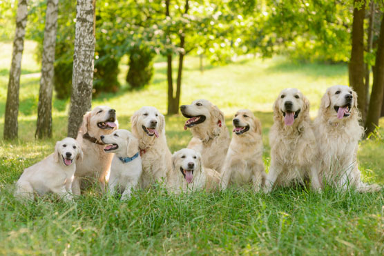 Golden Retrievers For aFamilyToday Cheat Sheet