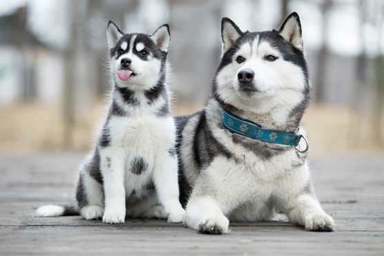 Hoja de trucos de perros esquimales siberianos para una familia hoy