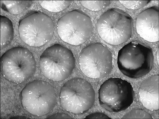 Seguimiento del ciclo de vida de una abeja melífera