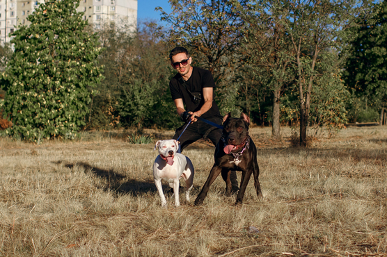 10 formas de ayudar a la reputación del pitbull