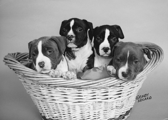 Cómo elegir tu cachorro de pitbull