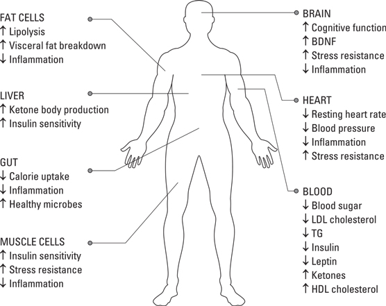 Beneficios para la salud del ayuno intermitente