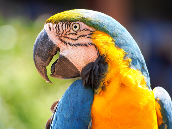 10 consejos para la planificación de desastres para los amantes de las aves