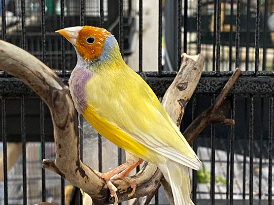 Elección de su pájaro: los mejores pájaros para principiantes