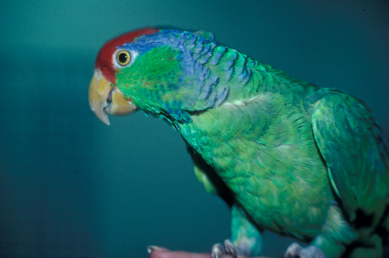 Elección de su pájaro: los mejores pájaros para principiantes
