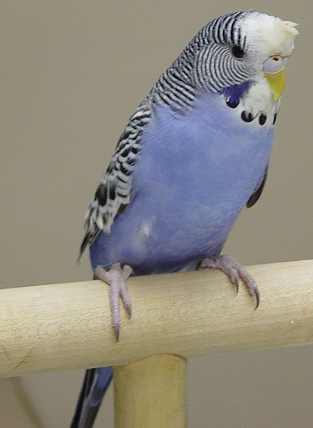 Elección de su pájaro: los mejores pájaros para principiantes