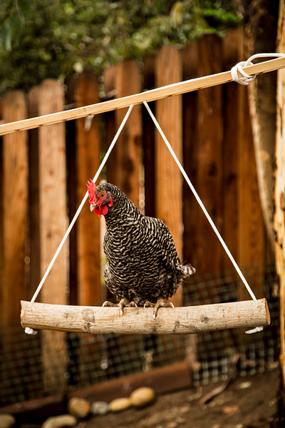 Elección de su pájaro: los mejores pájaros para principiantes