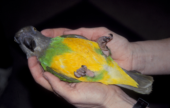 Elección de su pájaro: los mejores pájaros para principiantes