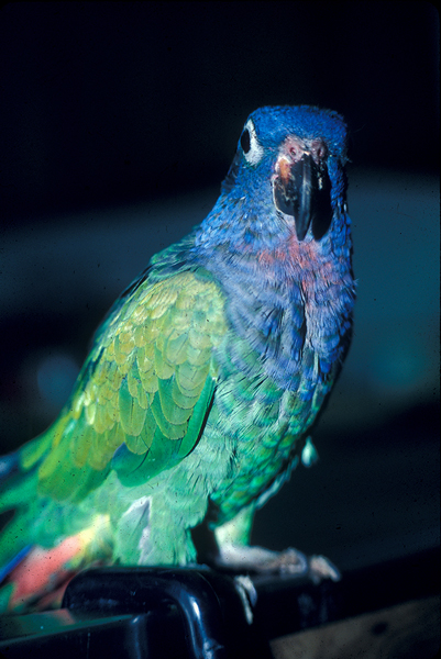 Elección de su pájaro: los mejores pájaros para principiantes