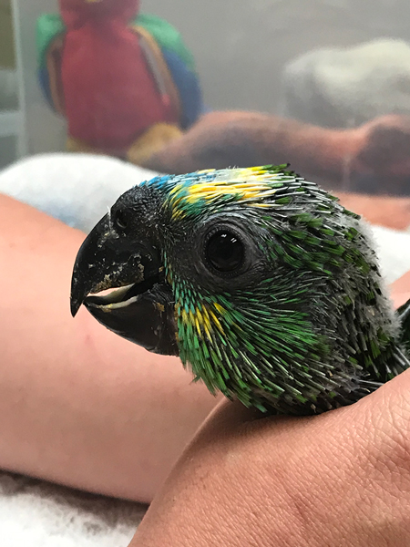 10 preguntas que debe hacerse al comprar un pájaro
