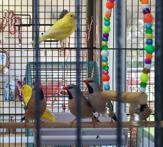 Aves de compañía: el color sin manos y los pájaros cantores