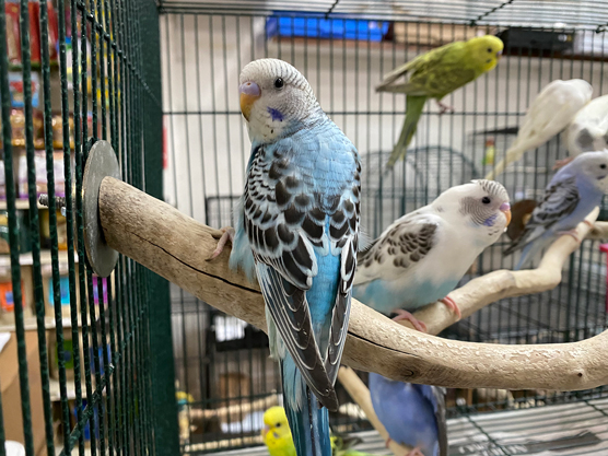 Aves de compañía: loros pequeños