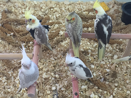 Aves de compañía: loros pequeños