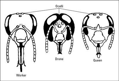 Cómo identificar las partes básicas del cuerpo de las abejas melíferas