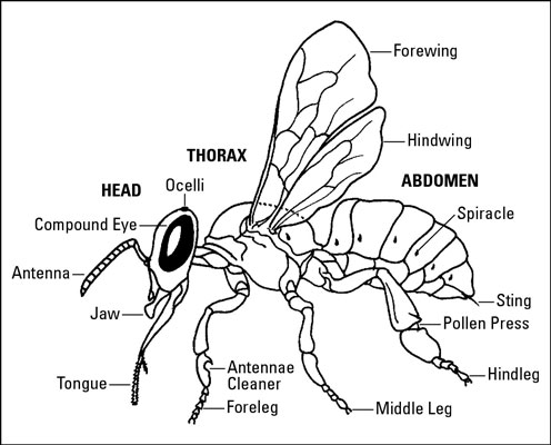 Cómo identificar las partes básicas del cuerpo de las abejas melíferas