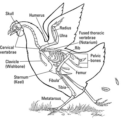 El esqueleto de un pollo