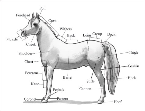 Identificación de partes y marcas de caballos