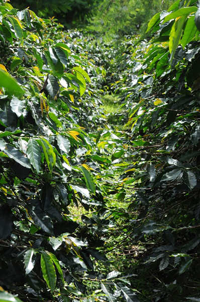 ¿Dónde se cultiva el café?