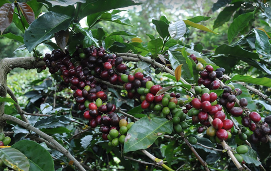 El ciclo de vida del café: de la semilla a la cosecha