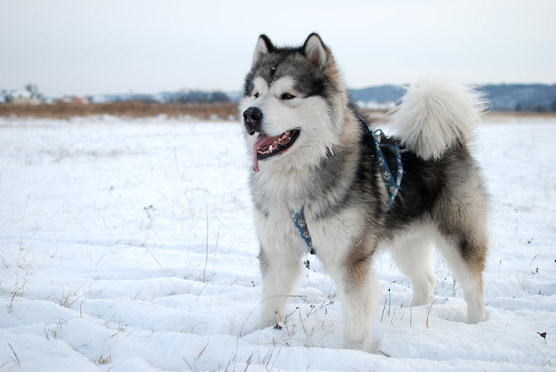 Imposters y parecidos al husky siberiano