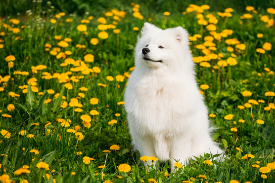 Imposters y parecidos al husky siberiano