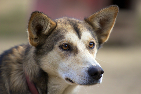 Imposters y parecidos al husky siberiano