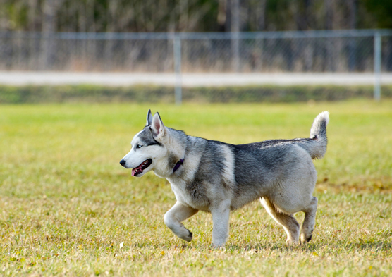 Imposters y parecidos al husky siberiano
