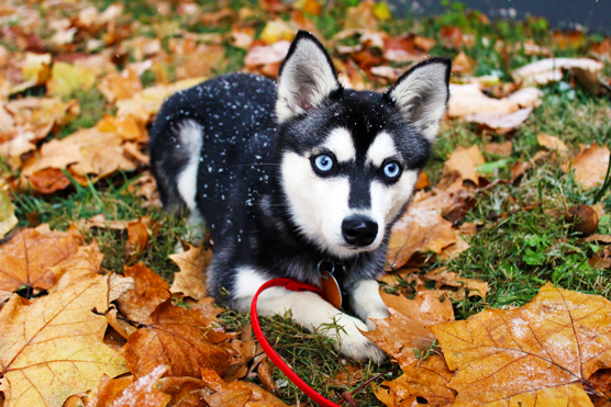 Imposters y parecidos al husky siberiano