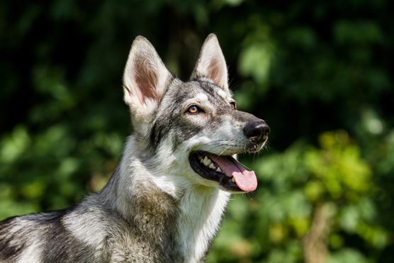 Imposters y parecidos al husky siberiano