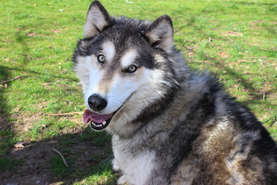 Imposters y parecidos al husky siberiano