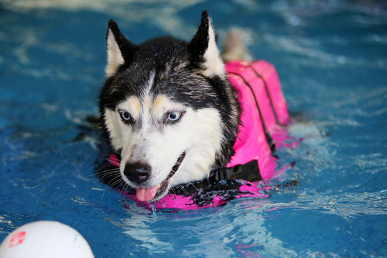 10 peligros para los perros esquimales siberianos