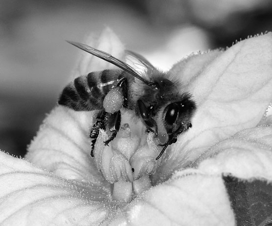 Cómo identificar las 3 castas de abejas