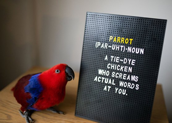 Sorpresas para Parrot Guardians