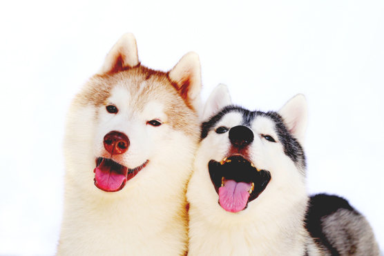 Diez razones para tener un husky siberiano