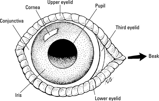 Mala vista y ojos doloridos en los pollos