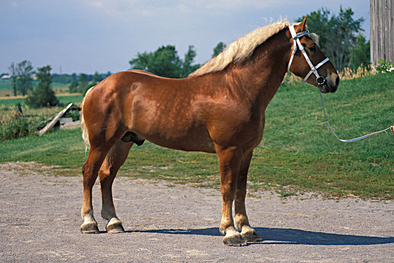 Más allá de las 10 razas de caballos principales: cruces y razas de tiro