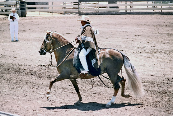 Más allá de las 10 mejores razas de caballos: caballos con movimiento
