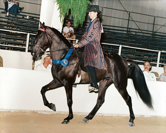 Más allá de las 10 mejores razas de caballos: caballos con movimiento