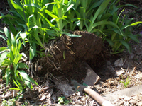 Cómo dividir las plantas perennes