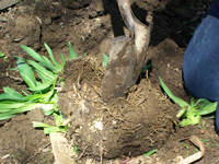 Cómo dividir las plantas perennes