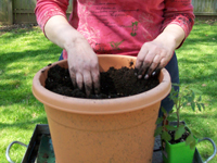 Jardinería en macetas: cómo plantar verduras en macetas