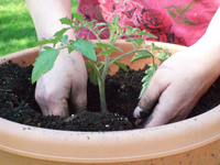 Jardinería en macetas: cómo plantar verduras en macetas