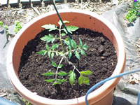 Jardinería en macetas: cómo plantar verduras en macetas