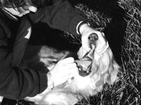 Cómo administrar resucitación cardiopulmonar a su perro