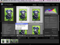 Cómo configurar colecciones de fotos de perros en Lightroom