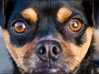 Utilice Photoshop para lograr nitidez en las fotos de su perro