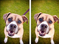 Elimina las distracciones de fondo de las fotografías de tu perro