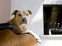 Cómo tomar fotos de perros con muebles